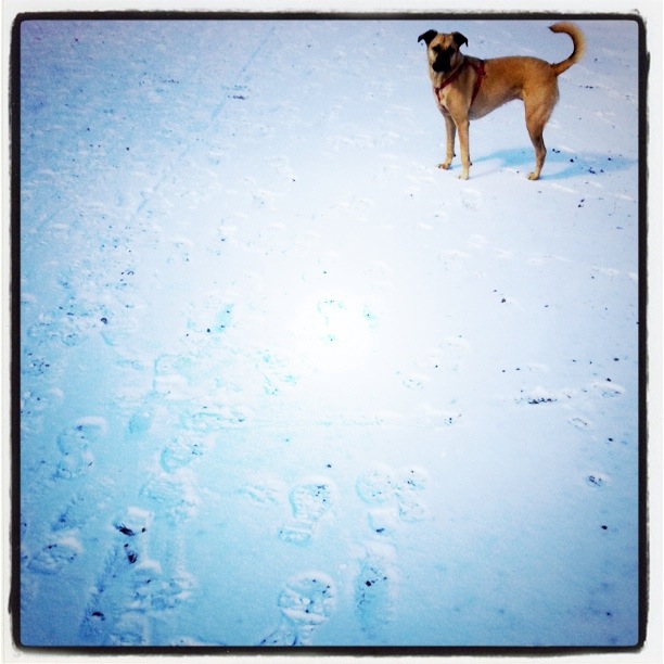 AMber Demure Snow Day Austin 2011 Picture